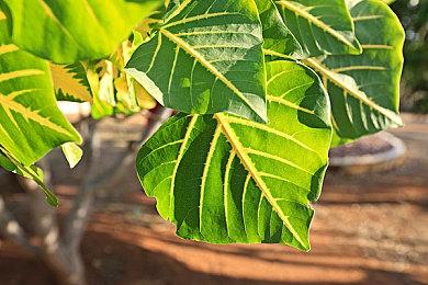 詹姆斯·古恩：《蝙蝠侠》游戏的说法完全没有真实性